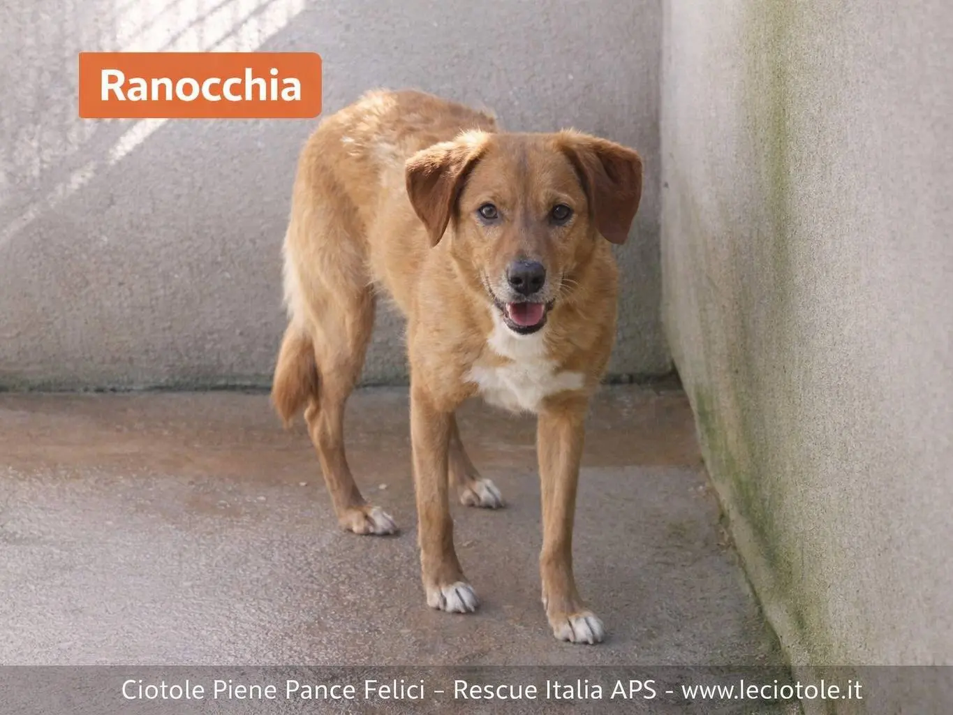 Adozione cane, femmina, Razza sconosciuta Razza sconosciuta, 9 anni, taglia media, Avellino