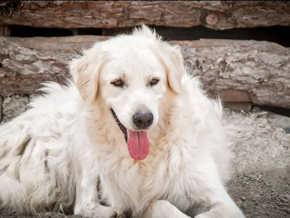 Vuoi adottare un cane a Crotone?