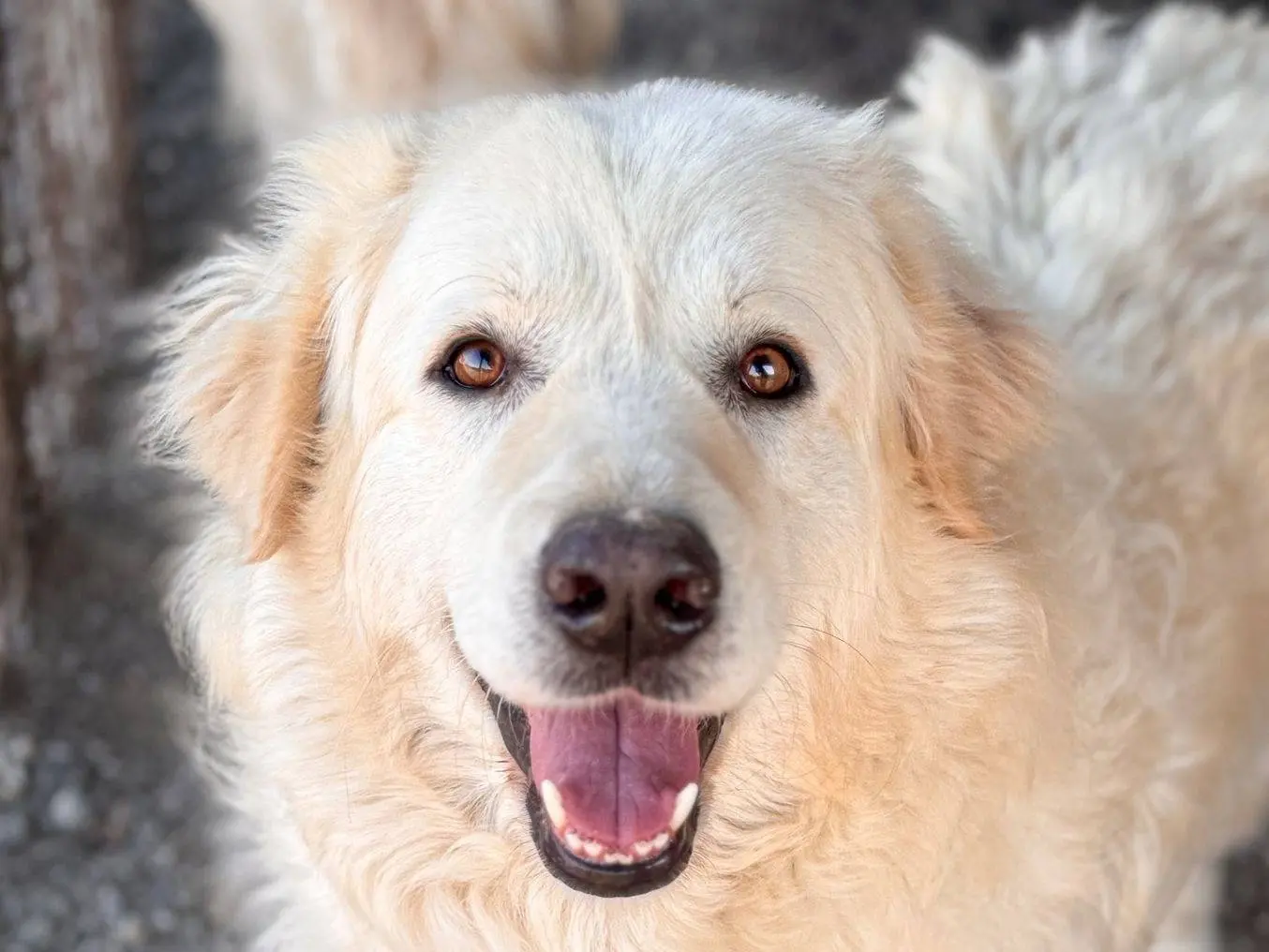 Adozione cane, femmina, Pastore svizzero Razza sconosciuta, 6 anni e 2 mesi, taglia grande, Crotone