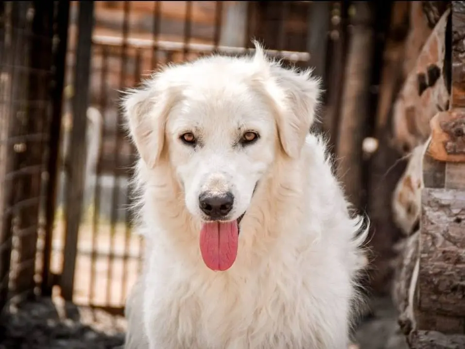 Adotta un cane, femmina, 6 anni e 2 mesi, Crotone
