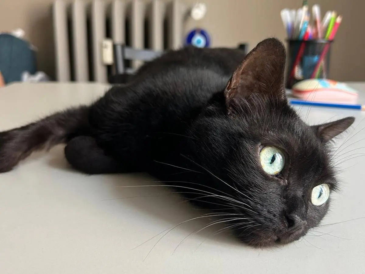 Vuoi adottare un gatto a Torino?