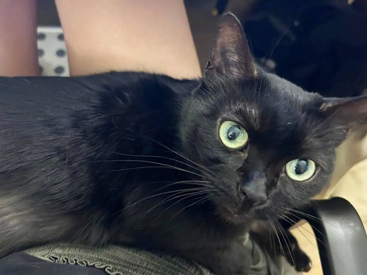 Adotta un gatto, femmina, 10 anni, Torino