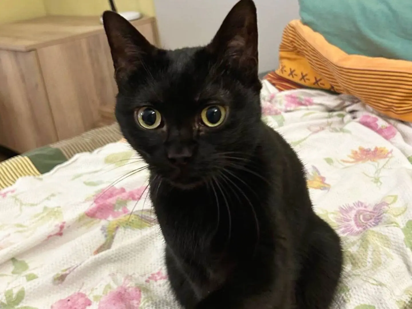 Adotta un gatto, taglia non valida, femmina, Torino