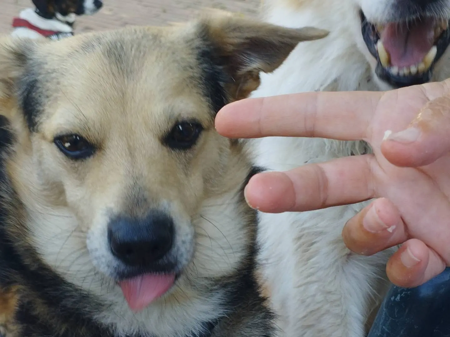 Vuoi adottare un cane a Milano?