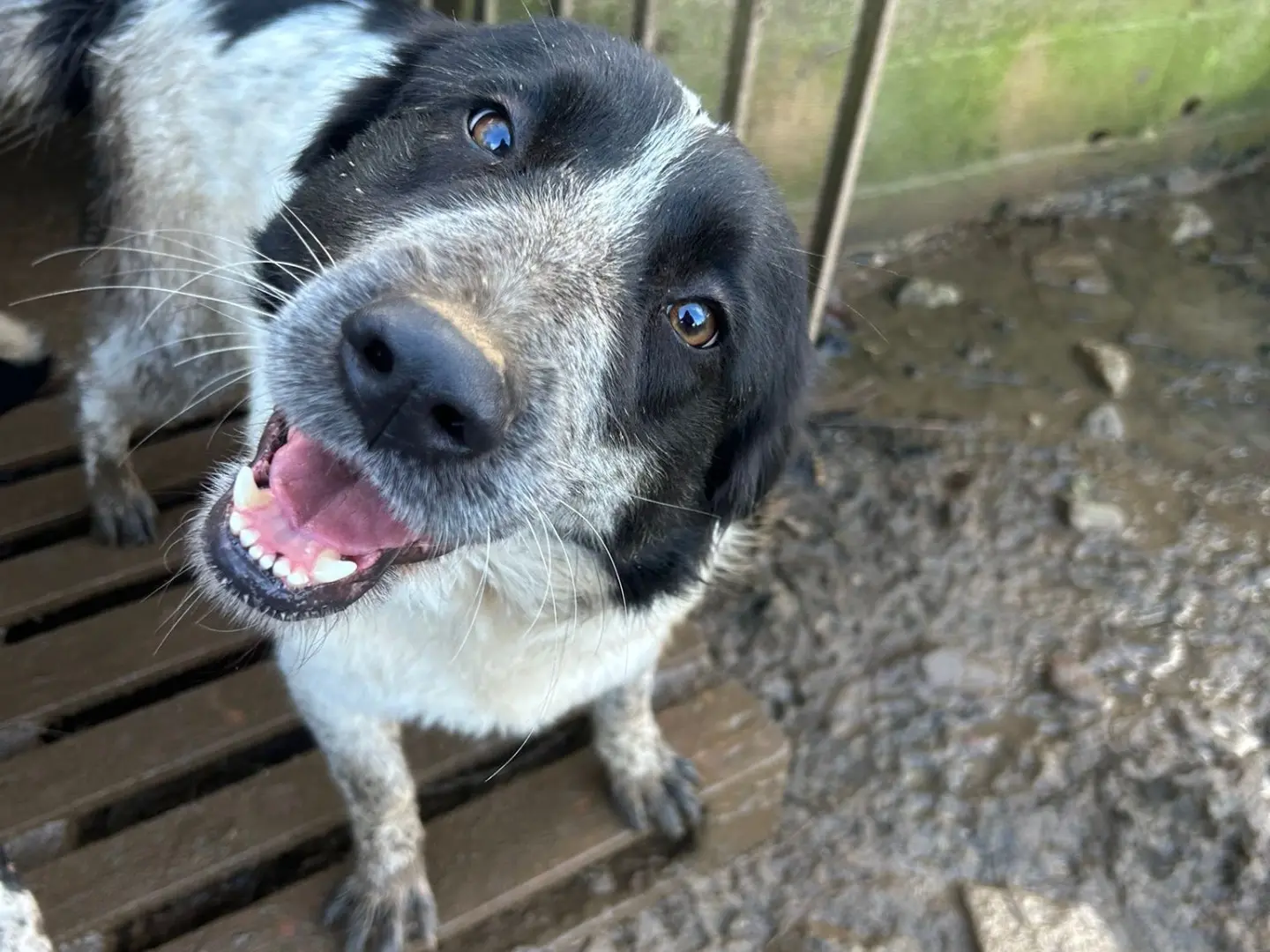 Adozione cane, femmina, Razza sconosciuta Razza sconosciuta, 1 anno e 11 mesi, taglia media, Catanzaro