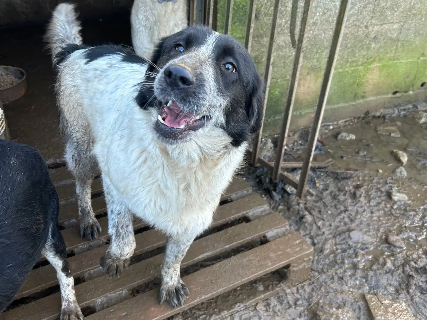 Adotta un cane, femmina, 1 anno e 11 mesi, Catanzaro