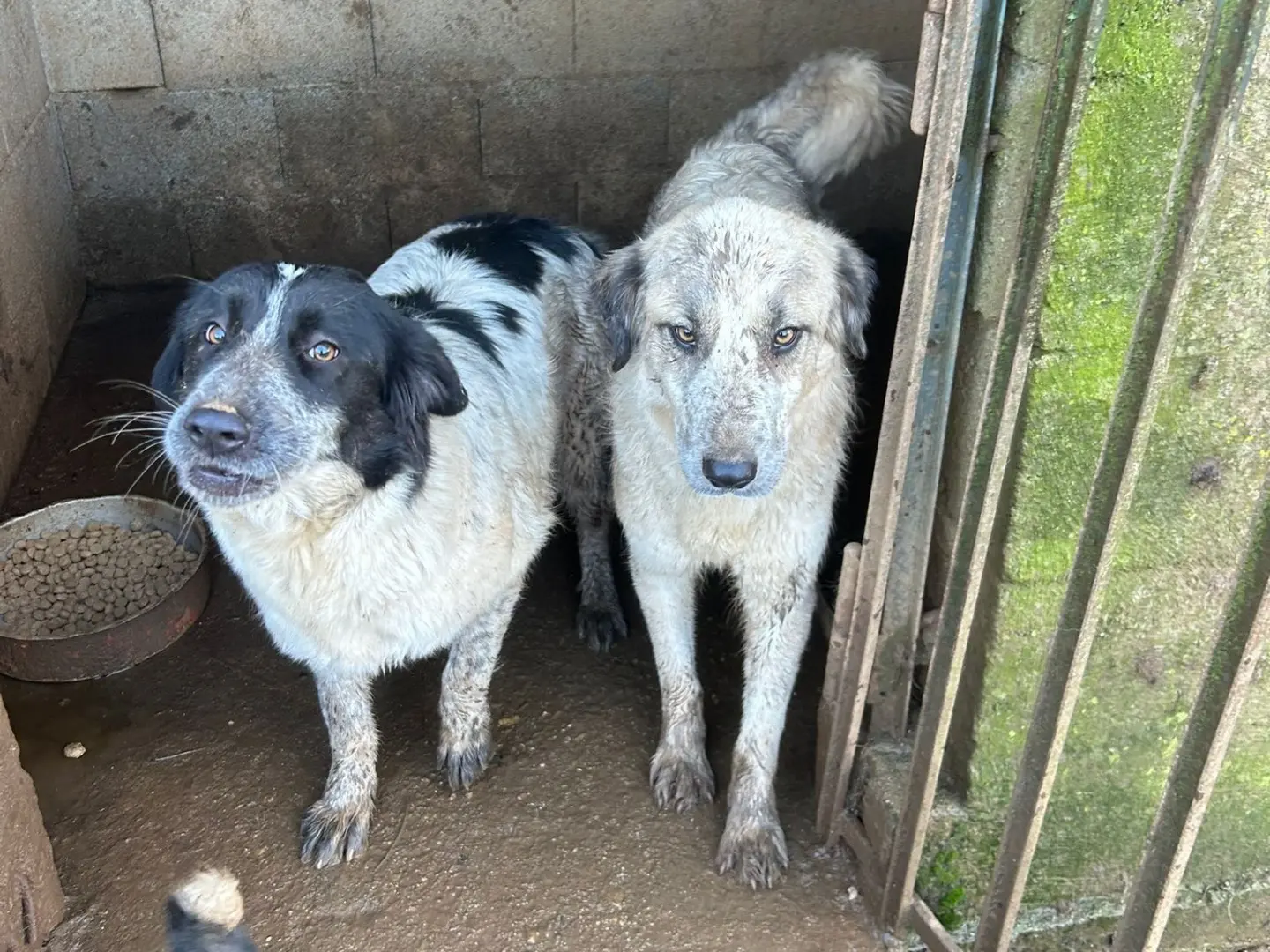 Adotta un cane, taglia media, femmina, Catanzaro