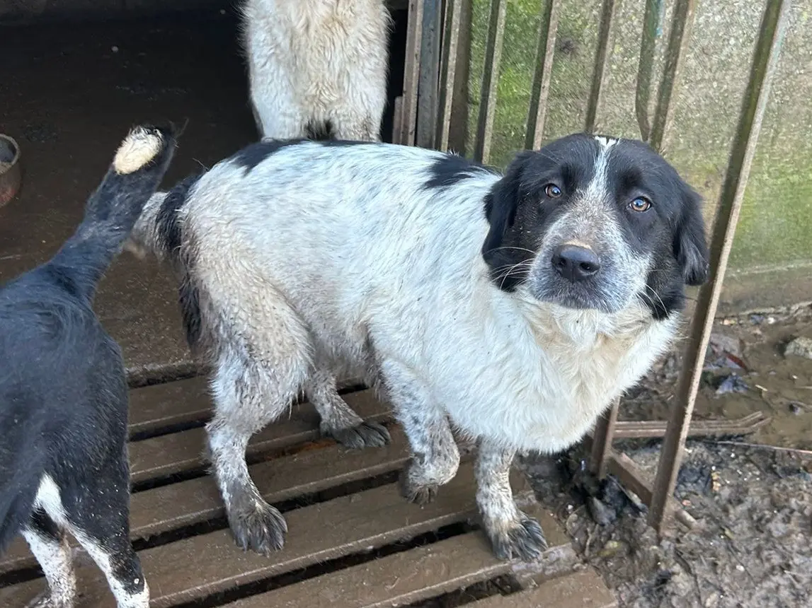 Adotta il cane Silvy a Catanzaro