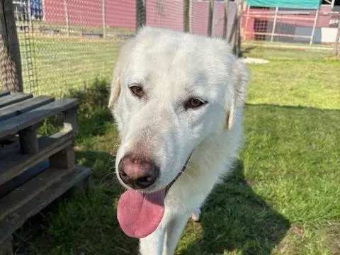 Adotta il cane Murdok a Latina