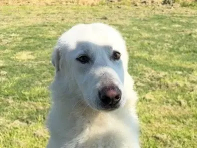Adozione cane, maschio, Pastore maremmano Pastore maremmano, 2 anni e 9 mesi, taglia gigante, Latina