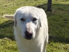 Adotta un cane, maschio, 2 anni e 9 mesi, Latina