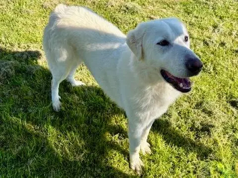 Vuoi adottare un cane a Latina?