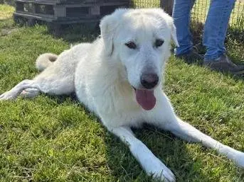 Adotta un cane, taglia gigante, maschio, Latina