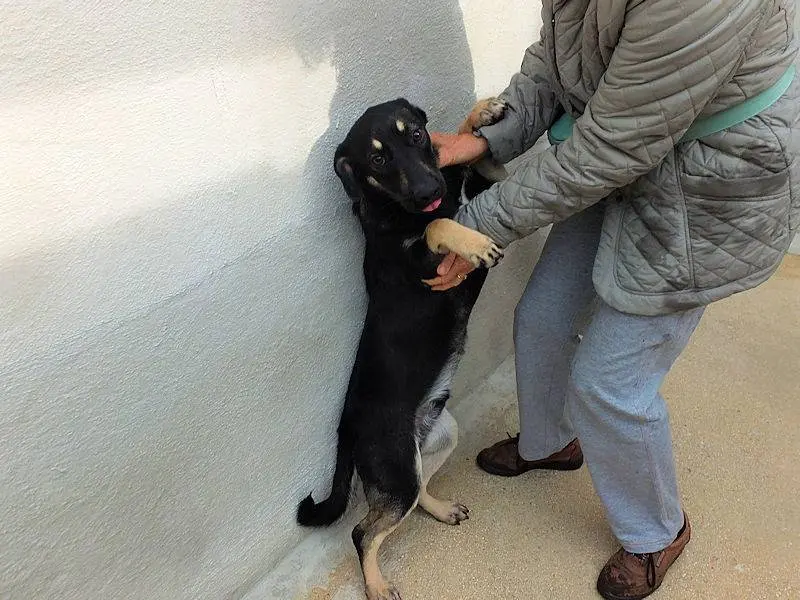 Foto 3 dell'animale