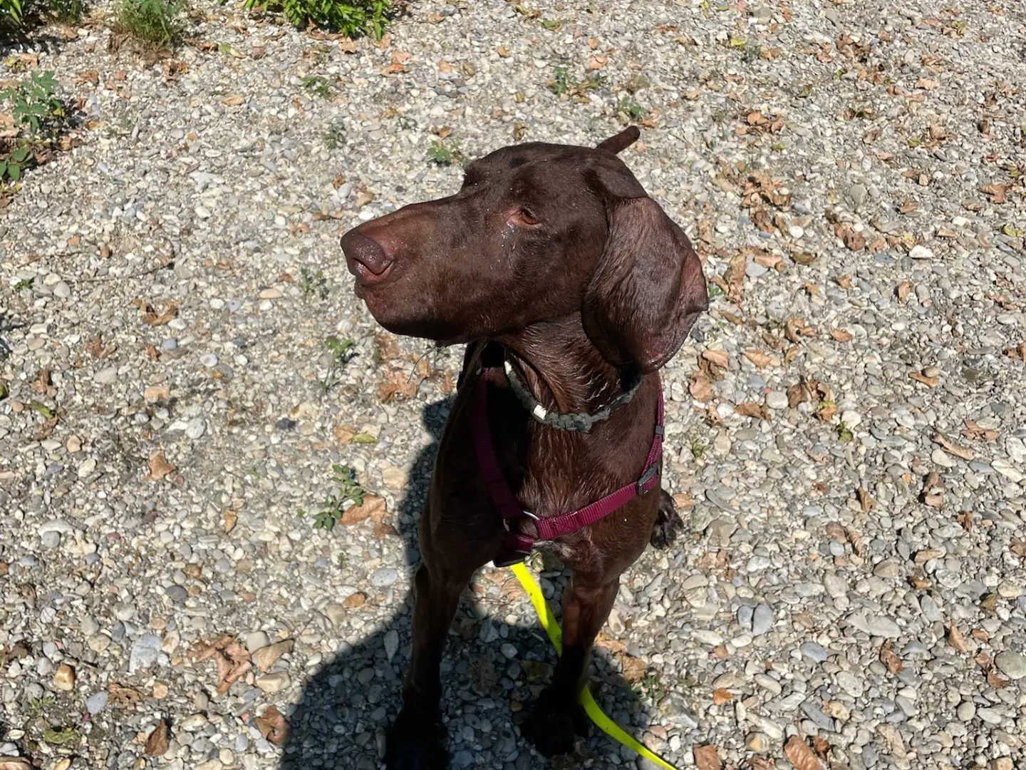 Adotta un cane, taglia grande, maschio, Milano