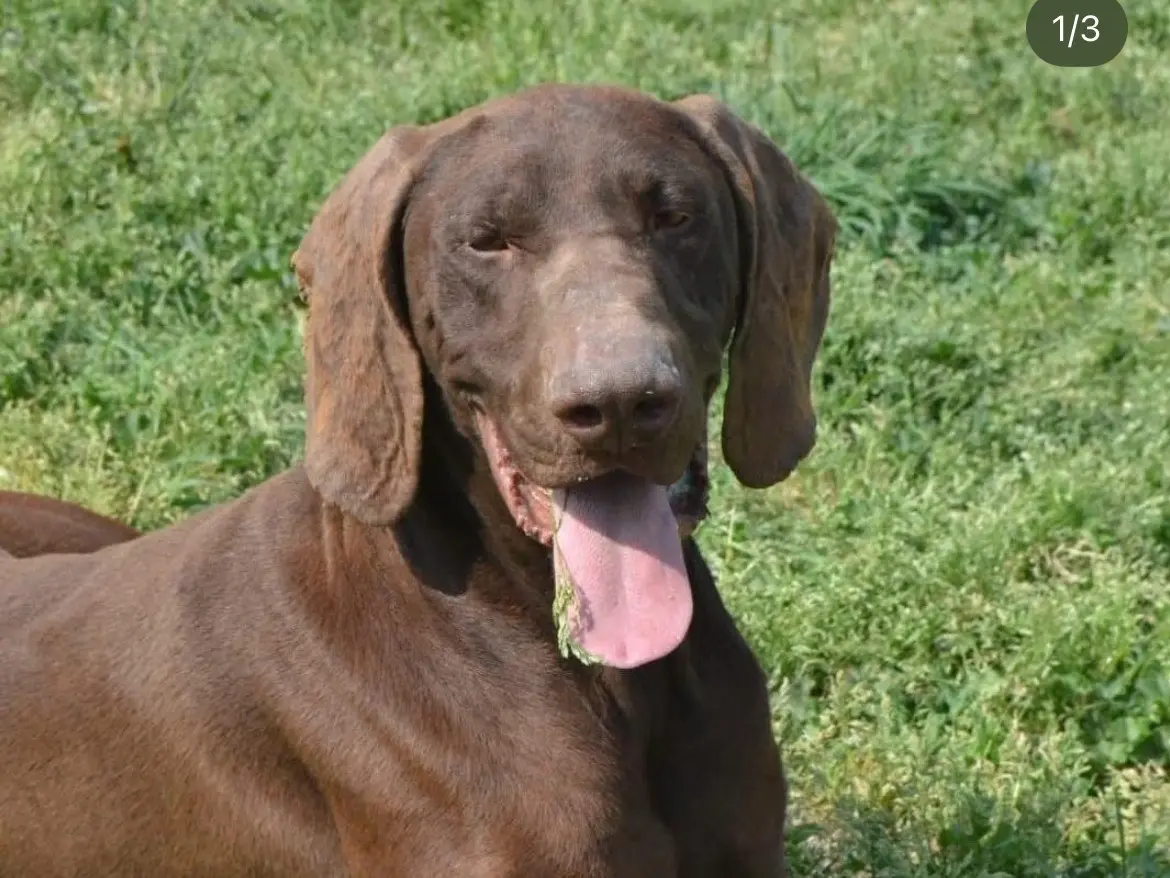 Adozione cane, maschio, Bracco Razza sconosciuta, 5 anni e 9 mesi, taglia grande, Milano
