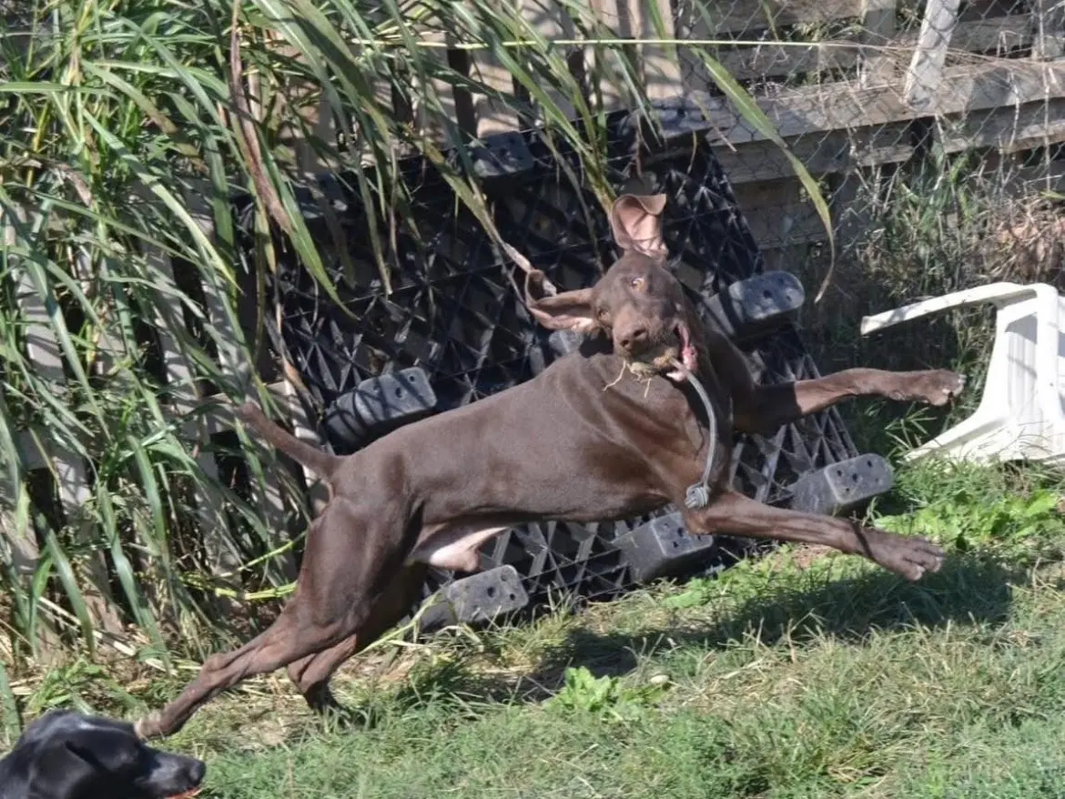 Adotta un cane, maschio, 5 anni e 9 mesi, Milano