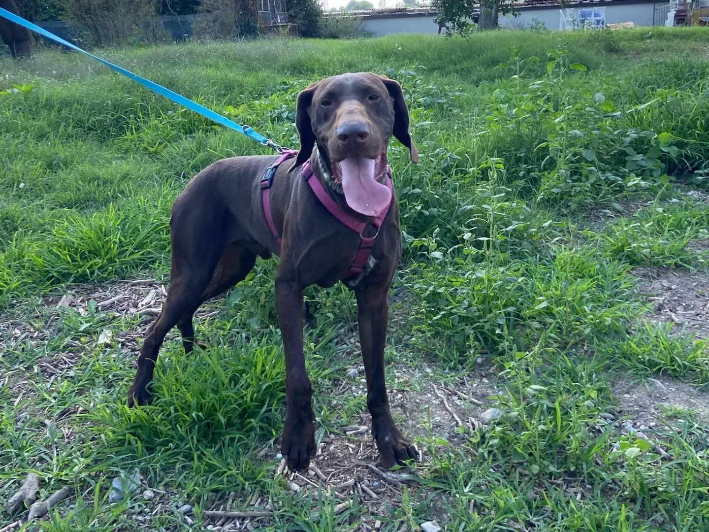 Adotta il cane Brownie a Milano
