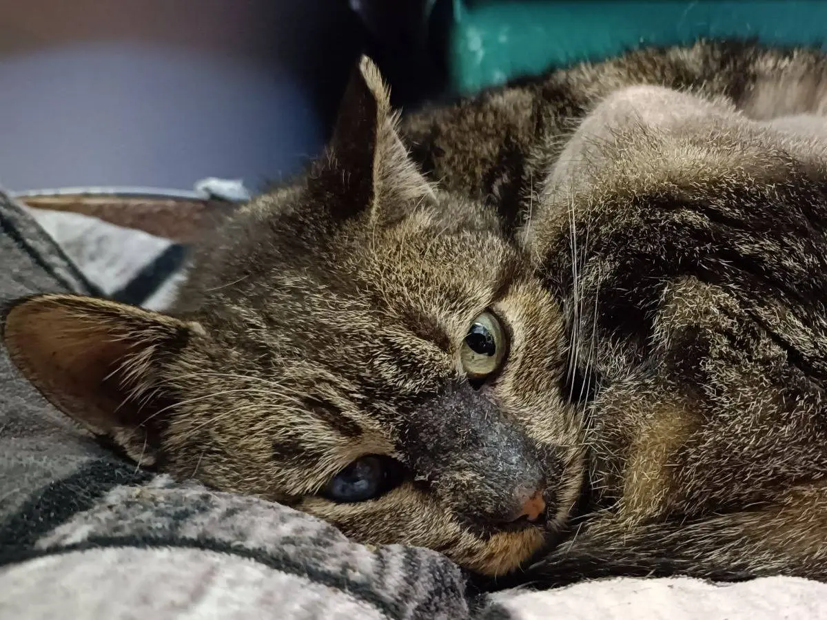 Adozione gatto, maschio, Razza sconosciuta Razza sconosciuta, 14 anni e 6 mesi, taglia non valida, Genova