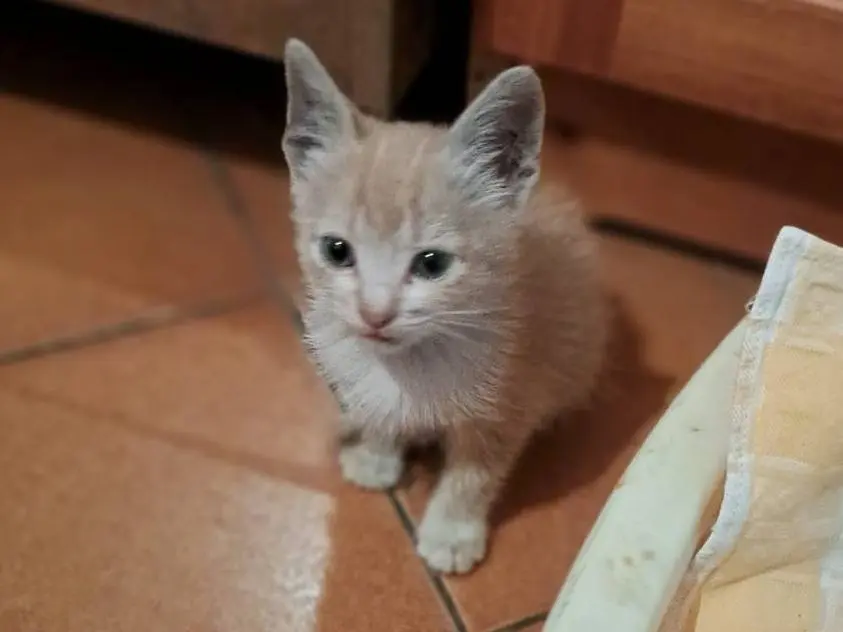 Adozione gatto, femmina, Razza sconosciuta Razza sconosciuta, 2 mesi, taglia non valida, Bologna