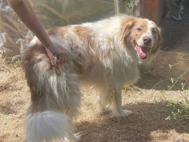 Adozione cane, femmina, Razza sconosciuta Razza sconosciuta, 7 anni e 9 mesi, taglia grande, Frosinone