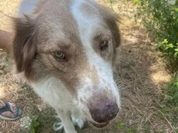 Adotta un cane, femmina, 7 anni e 9 mesi, Frosinone