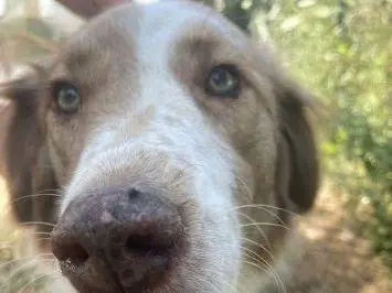 Adotta il cane Dotty  a Frosinone