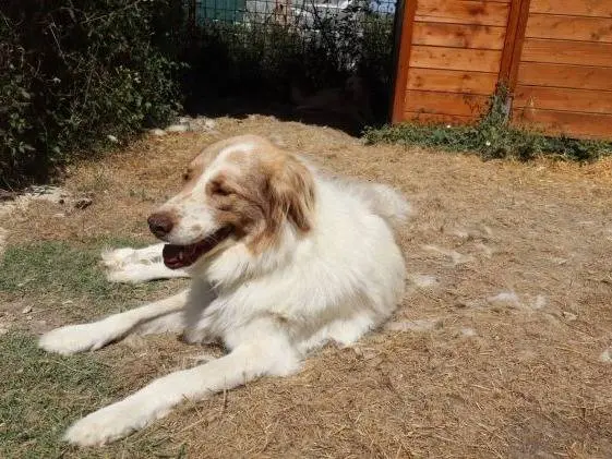 Vuoi adottare un cane a Frosinone?