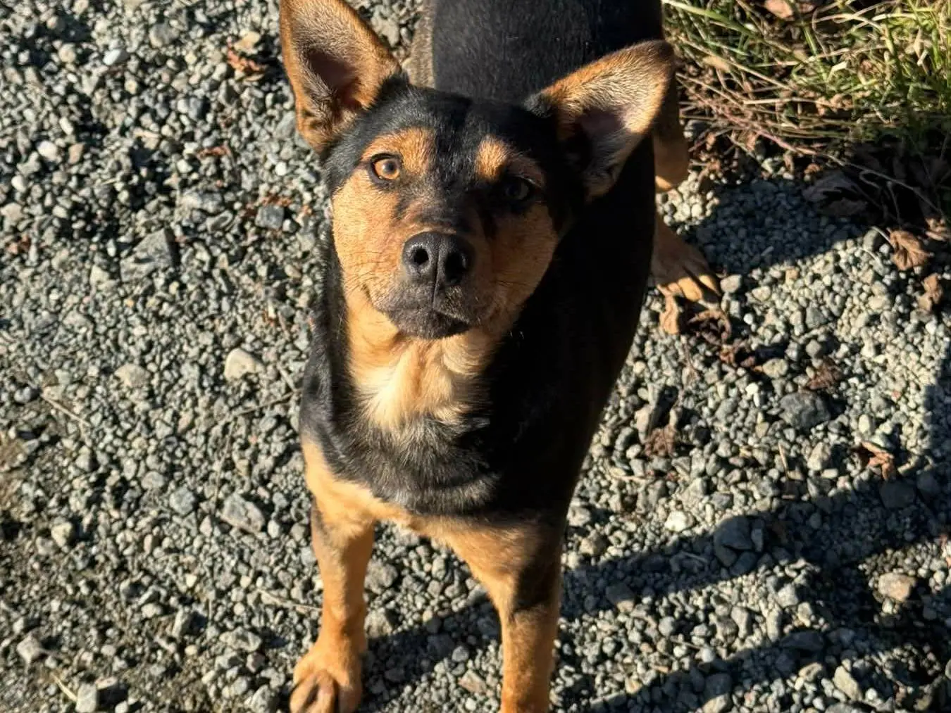 Adotta un cane, femmina, 2 anni e 6 mesi, Firenze