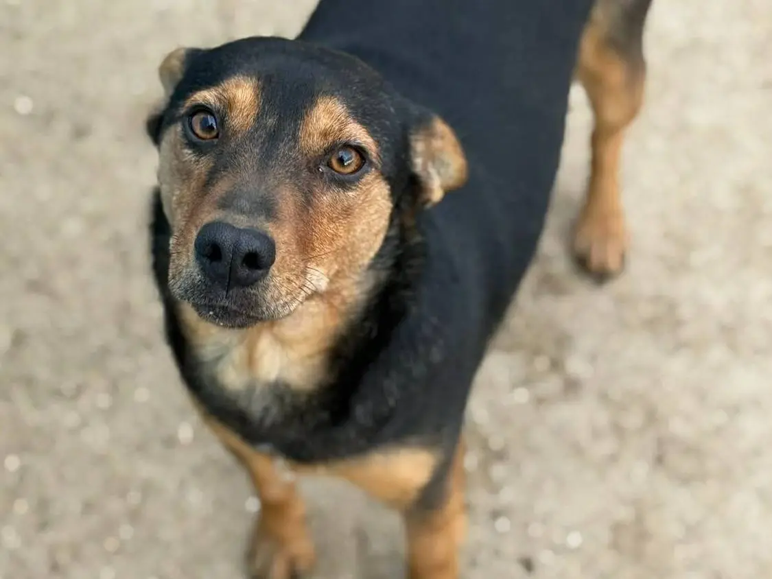 Vuoi adottare un cane a Firenze?
