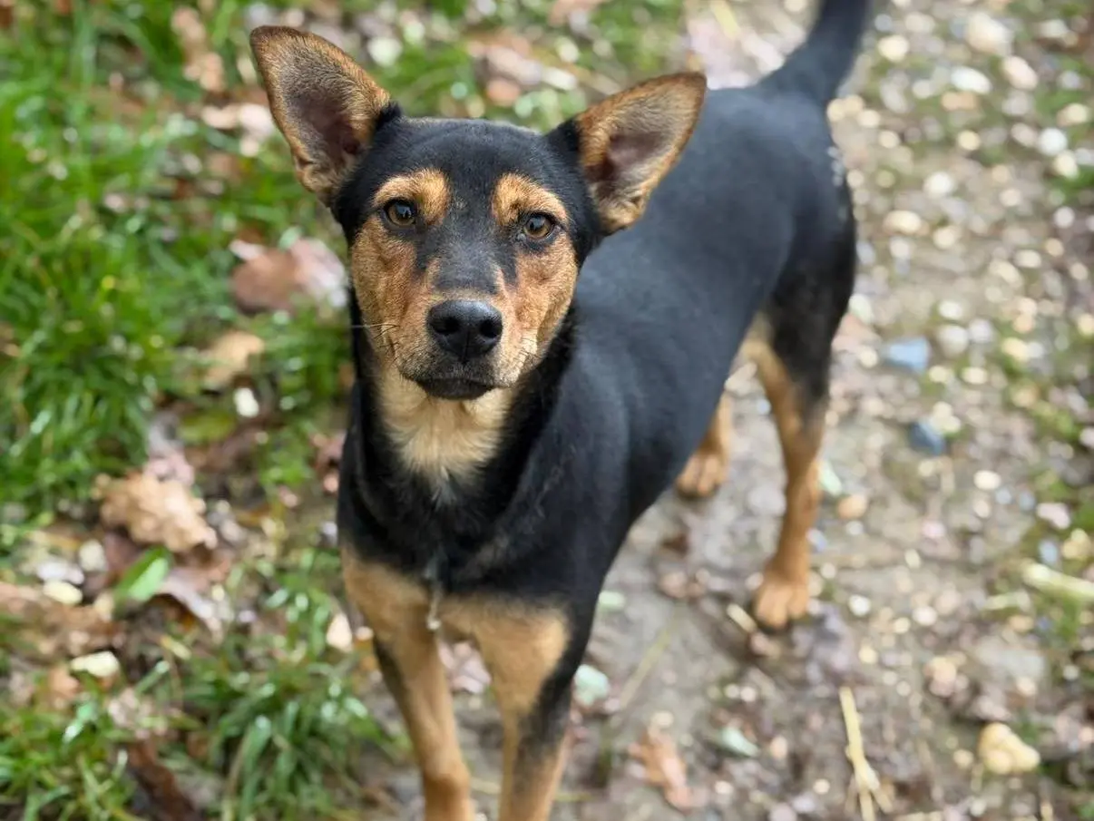 Adozione cane, femmina, Razza sconosciuta Razza sconosciuta, 2 anni e 6 mesi, taglia media contenuta, Firenze