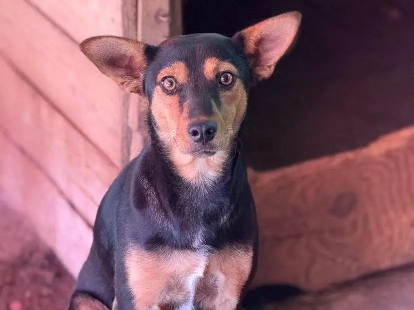 Adotta un cane, taglia media contenuta, femmina, Firenze