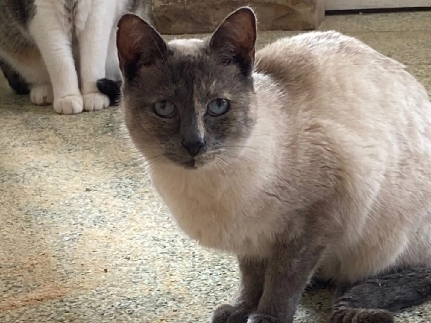 Adozione gatto, femmina, Razza sconosciuta Razza sconosciuta, 3 anni e 9 mesi, taglia non valida, Teramo