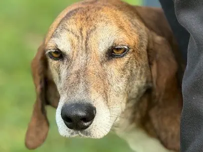 Adozione cane, maschio, Segugio Razza sconosciuta, 7 anni e 5 mesi, taglia media, Salerno