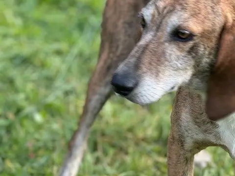 Adotta un cane, taglia media, maschio, Salerno