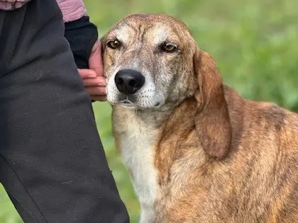 Adotta un cane, maschio, 7 anni e 5 mesi, Salerno