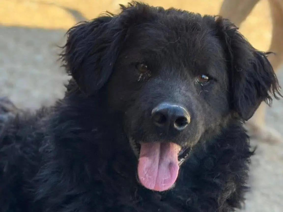 Adozione cane, maschio, Razza sconosciuta Razza sconosciuta, 5 anni e 3 mesi, taglia media, Firenze