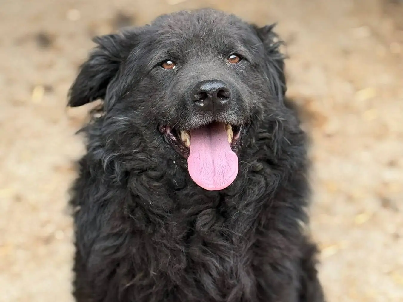 Adotta un cane, maschio, 5 anni e 3 mesi, Firenze