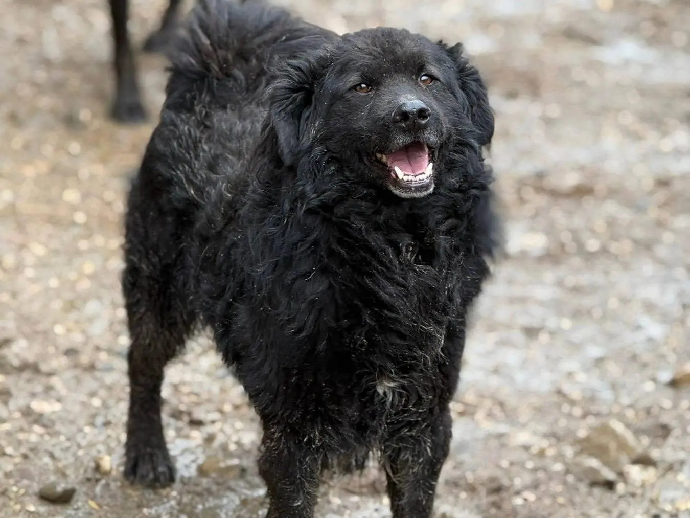 Adotta il cane CONAN a Firenze