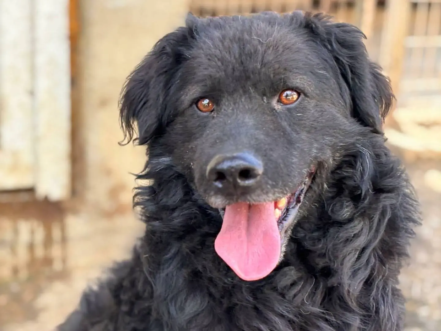 Vuoi adottare un cane a Firenze?