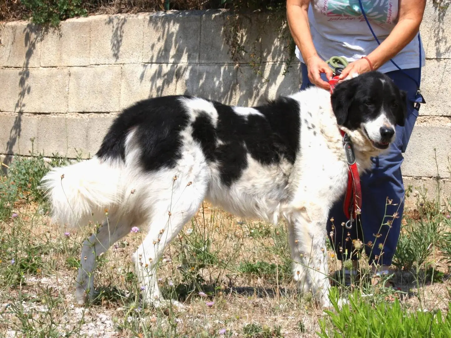 Adotta un cane, taglia grande, maschio, Bari