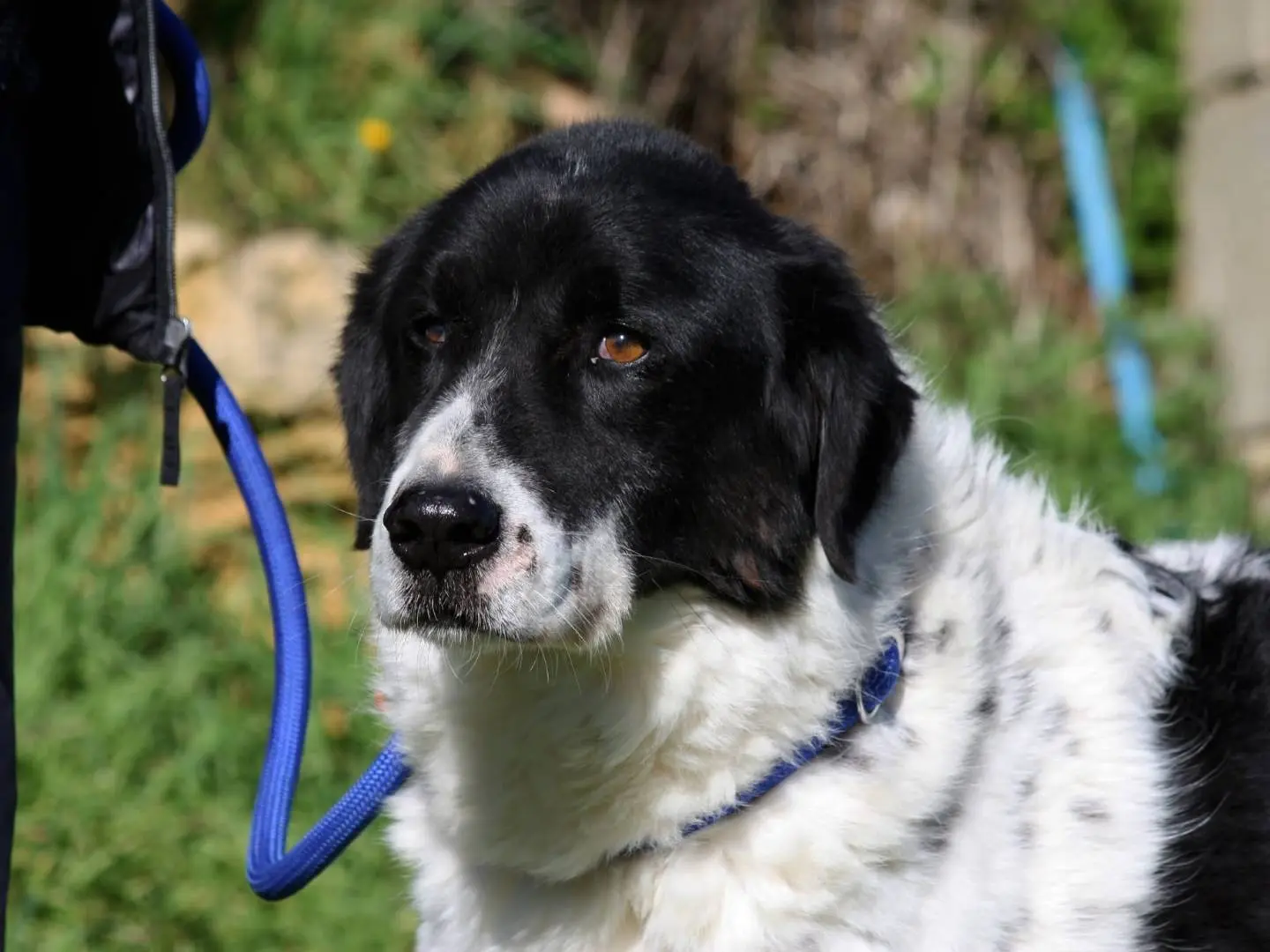 Vuoi adottare un cane a Bari?