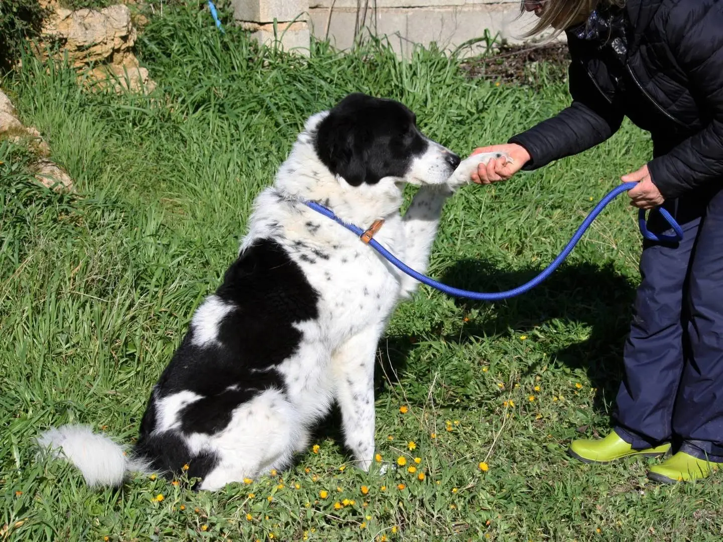 Adotta il cane Panda a Bari
