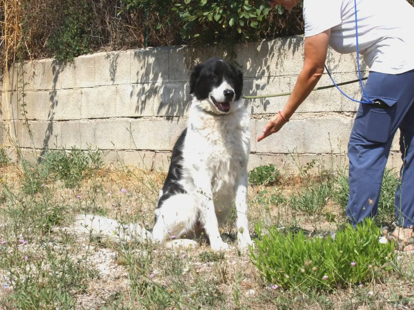 Adozione cane, maschio, Razza sconosciuta Razza sconosciuta, 7 anni, taglia grande, Bari