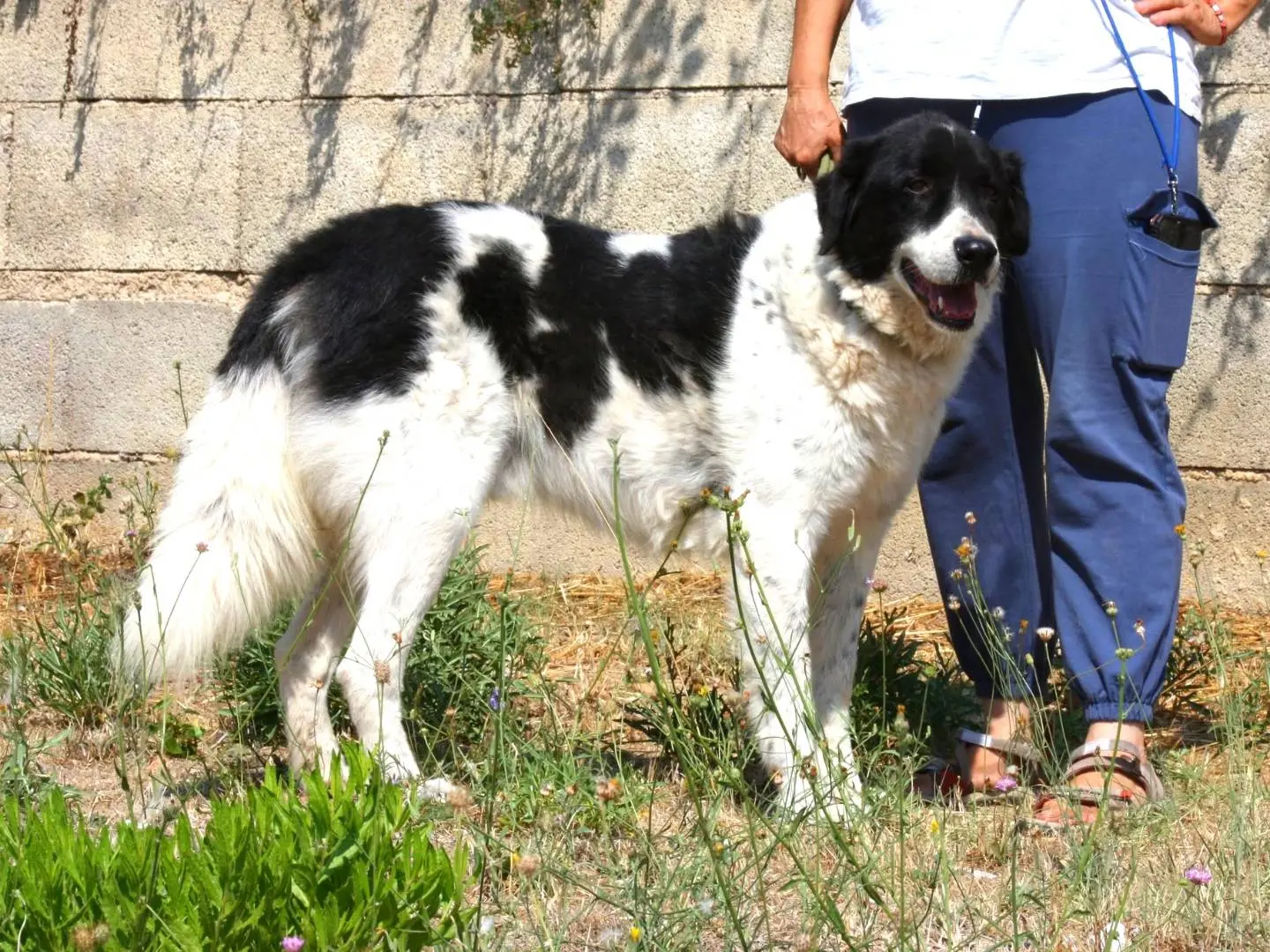 Adotta un cane, maschio, 7 anni, Bari