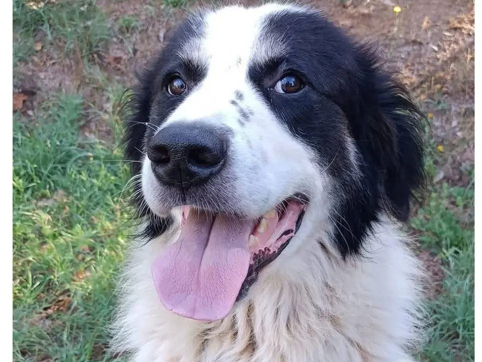 Adozione cane, maschio, Razza sconosciuta Razza sconosciuta, 9 anni e 4 mesi, taglia media, Viterbo