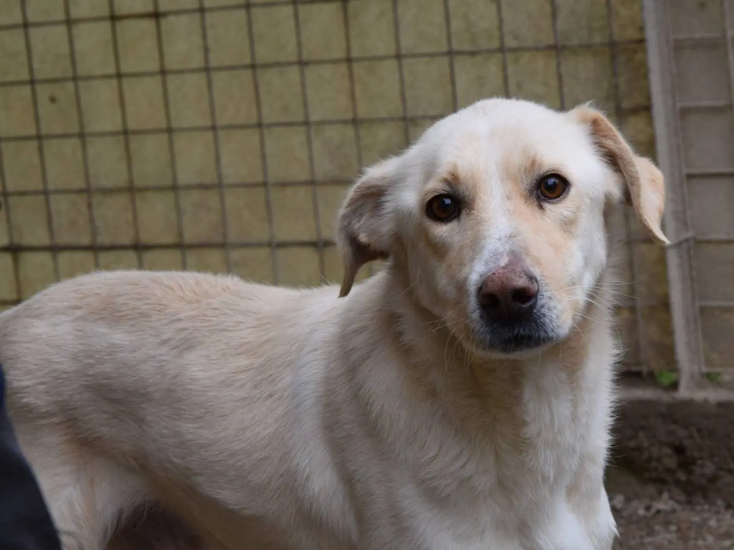 Adozione cane, maschio, Razza sconosciuta Razza sconosciuta, 4 anni e 10 mesi, taglia media, Chieti
