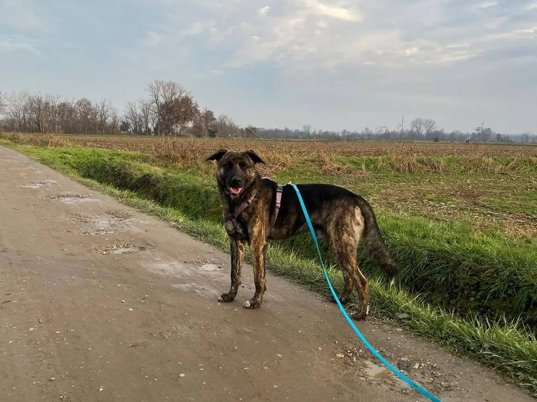 Adotta un cane, taglia media, maschio, Bergamo