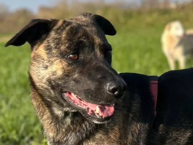 Adozione cane, maschio, Razza sconosciuta Razza sconosciuta, 4 anni e 9 mesi, taglia media, Bergamo