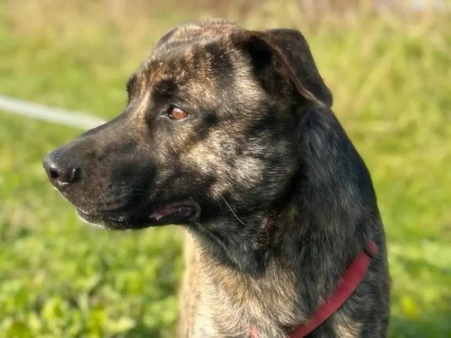 Vuoi adottare un cane a Bergamo?